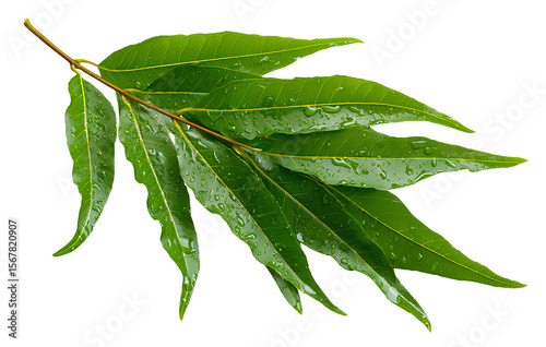 Tualang kandit, neem leaf isolated on transparent background