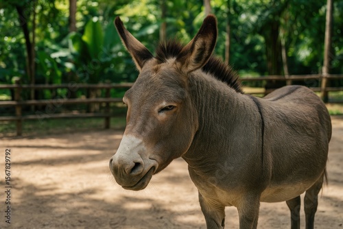 Large obstinate foolish donkey with a short mane confined in a zoo enclosure