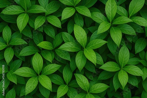 Beautiful lush green leaves for decoration