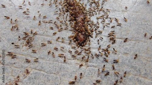 A group of lots of or group of Ghost Ants eating a dead earthworm on floor during the rainy season