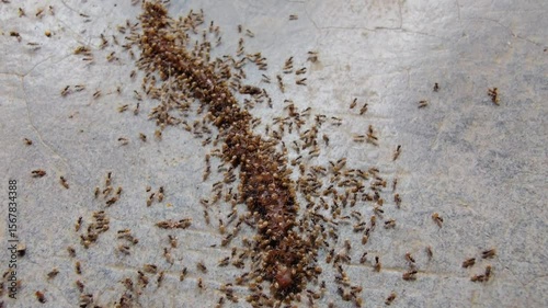 A group of lots of or group of Ghost Ants eating a dead earthworm on floor during the rainy season