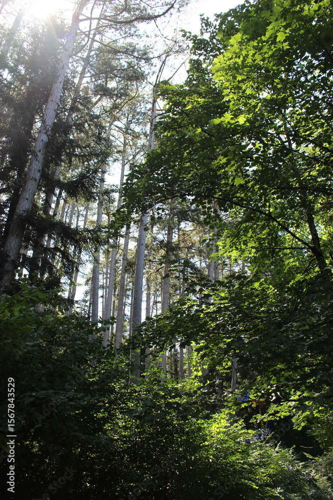Fototapeta premium Grands arbres (pins Laricio de Corse) dans le parc Noisot à Fixin (Côte-d'Or)