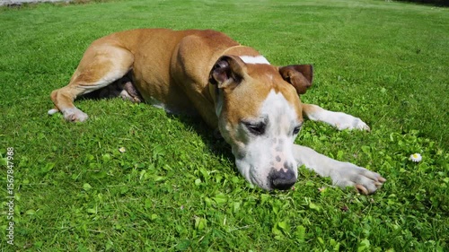 Calm American Staffordshire Terrier resting on fresh green grass field. A strong, muscular dog breed enjoys a peaceful moment in a natural outdoor setting