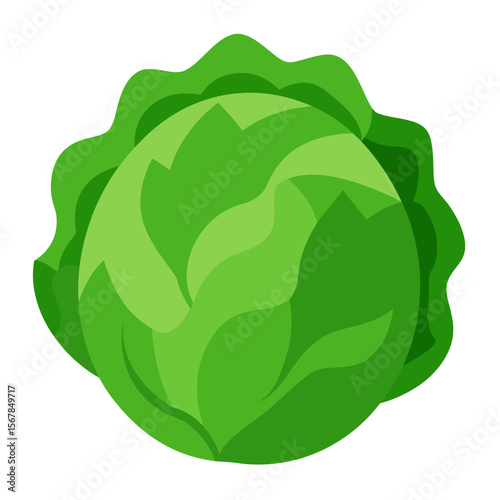 cabbage vector illustration on white background