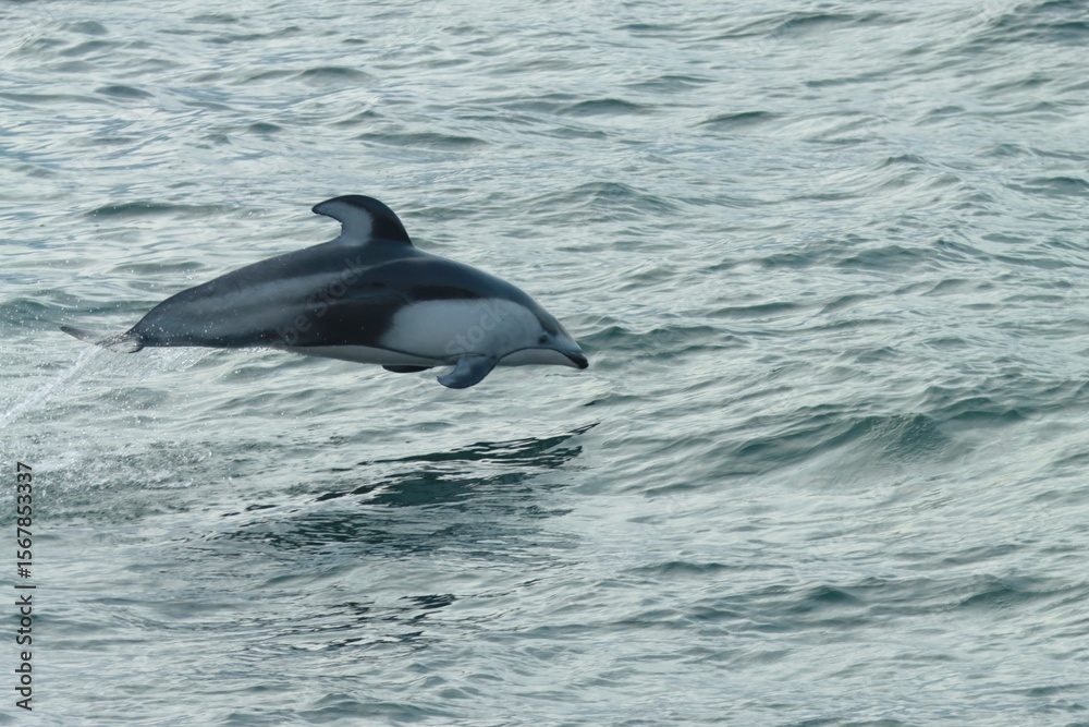Fototapeta premium 函館沖で出現した【カマイルカ】