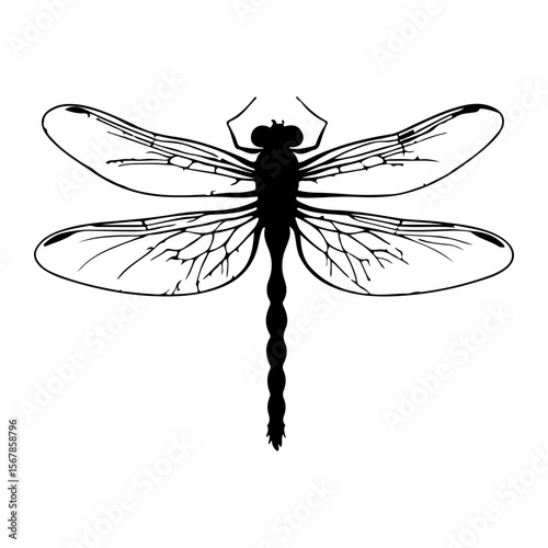Detailed Black and White Dragonfly Illustration with Intricate Wing Veins
