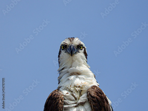 Super Judgey Osprey Giving a Look of Disapproval 