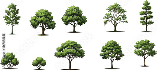Realistic green tree vector set, natural park trees collection, landscape design assets, foliage illustration for outdoor environment and gardening
