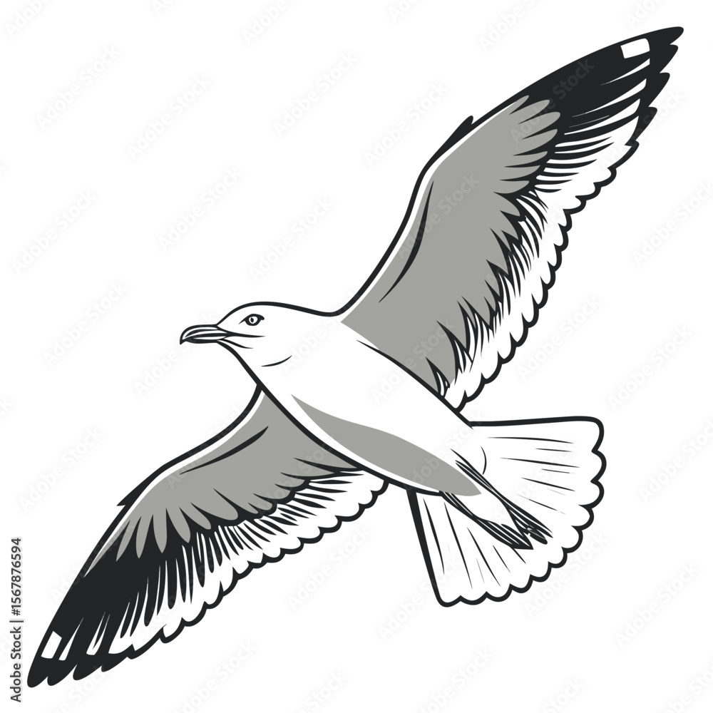 Obraz premium White seagull in flight with grey wings bird flying