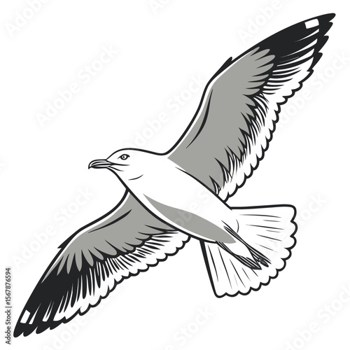 White seagull in flight with grey wings bird flying