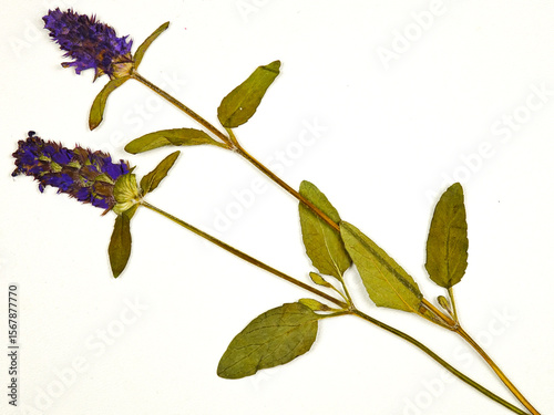 Pressed dried flowers of a prunella vulgaris or heal all,  woundwort on a white background, top view. Pressed flower art, decorative panel