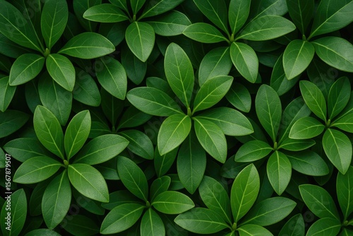 Detailed view of foliage with a focus on leaf textures from above