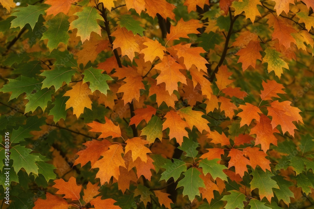 Fototapeta premium Vibrant Fall Foliage Adorning a Tree
