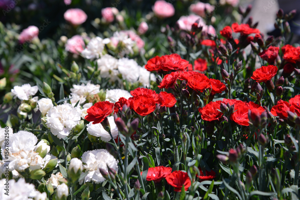 Obraz premium Flower plants for garden and balcony