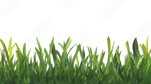 green grass isolated on white background