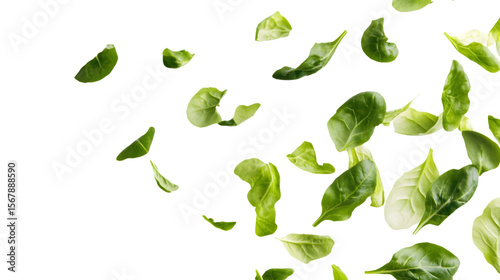 green leaves isolated on white background