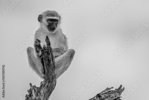 Black and white photo of a vervet monkey sitting alert in natural surroundings, captured in Kruger National Park, South Africa. Expressive detail highlights the primate’s calm, observant nature.