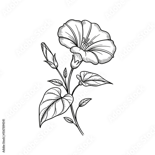 Cuadro en lienzo Elegant black and white line drawing of a blooming bindweed flower