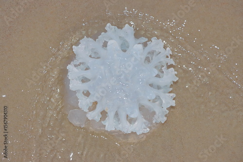 Fototapeta Naklejka Na Ścianę i Meble -  Jellyfish in the water, close-up of photo.