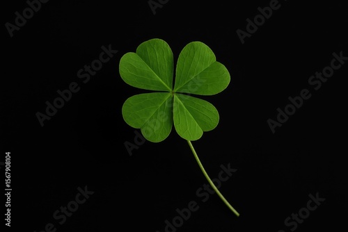 Four-leaf clover isolated against a dark backdrop representing luck