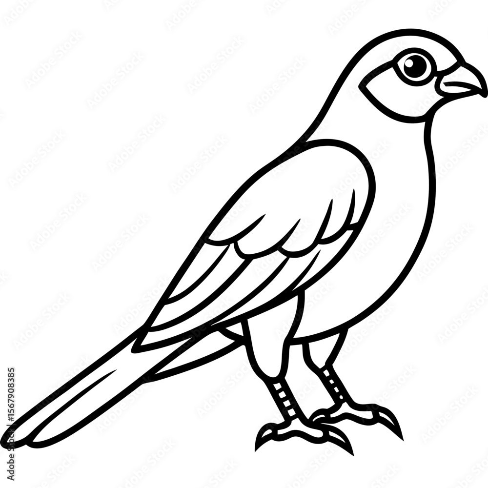 Obraz premium White Sparrowhawk Line Art