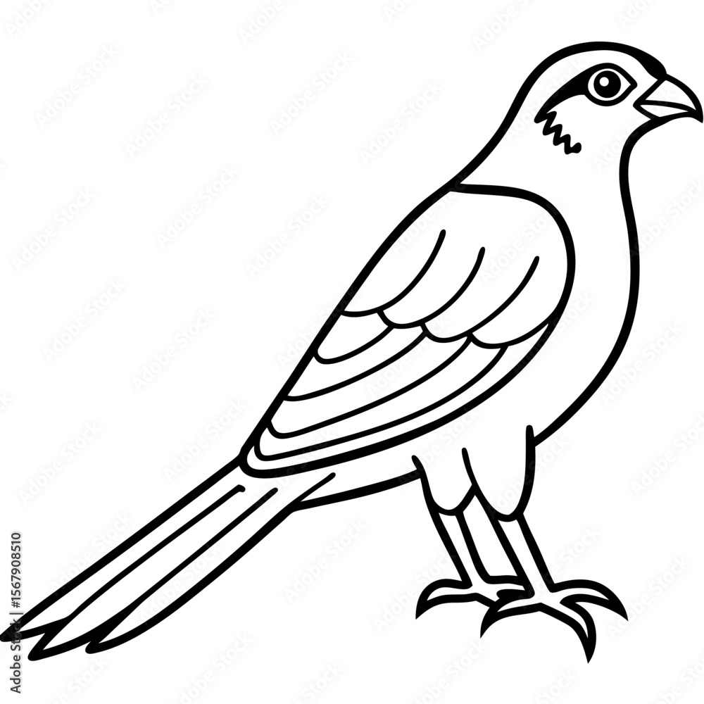 Obraz premium White Sparrowhawk Line Art