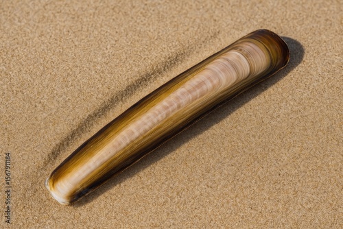 Enormous razor shell stranded on a sandy shoreline