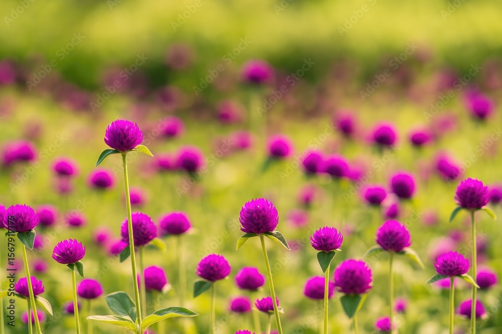 Fototapeta premium Summertime blooms of Globe amaranth in a park setting