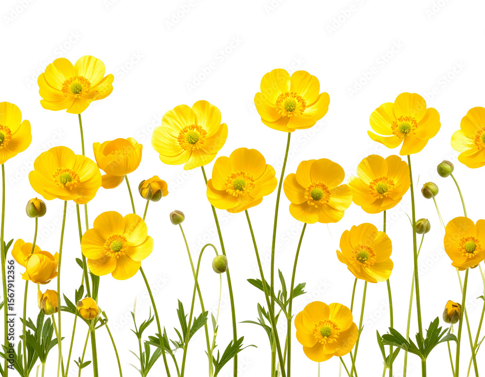 Fototapeta premium Seamless Yellow Buttercup Border Design, isolated on a transparent background.