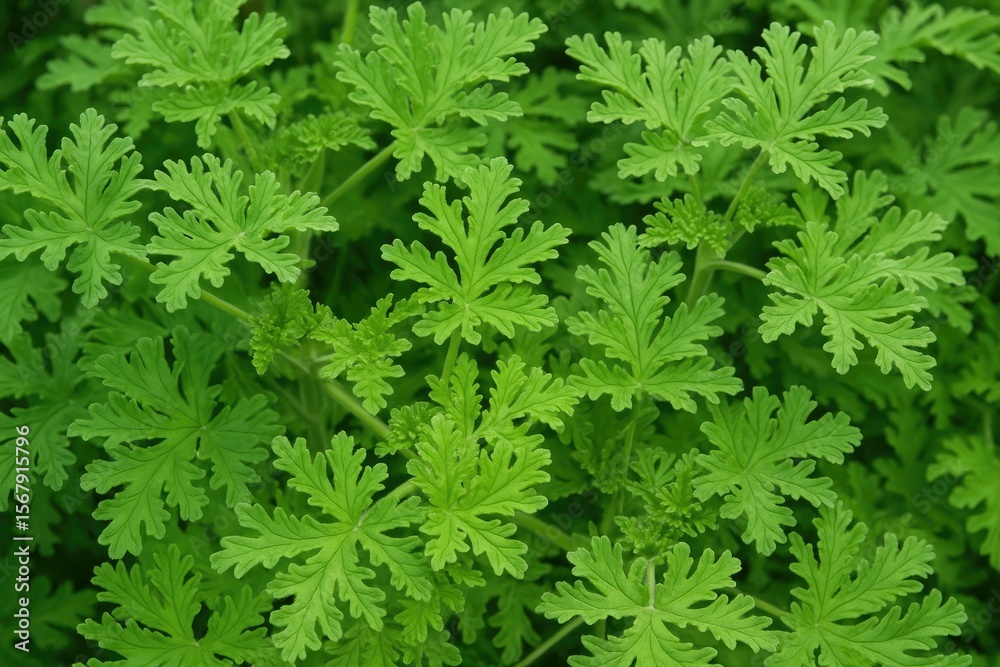 Revitalizing the refreshing mosquito-repellent plant Revitalizing the refreshing mosquito-repellent plant