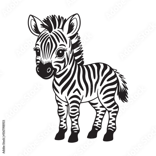 An adorable baby zebra standing, isolated on white background