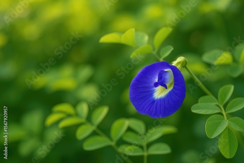 Pea flowers blooming in Southeast Asia