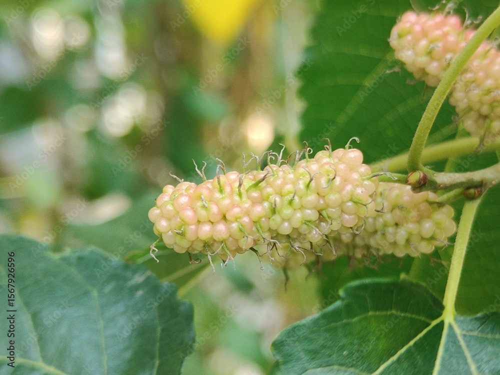 Obraz premium Mulberries are rich in antioxidants, vitamins, and minerals that can help maintain heart health, control blood sugar, boost immunity, and support digestive and skin health.