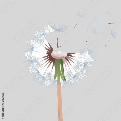 A detailed illustration of a dandelion seed head, light and airy, with seeds dispersing in the wind.