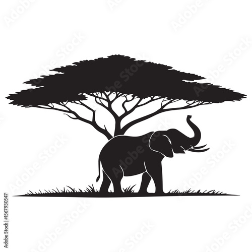 Silhouette of an african elephant standing under a savanna acacia tree on a white background