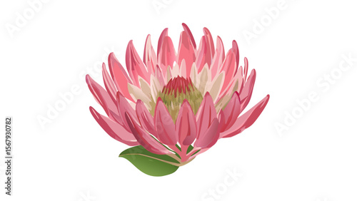 protea-flower-in-digital-painting (1)