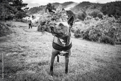 Black and White Portrait of a Dog in Nature