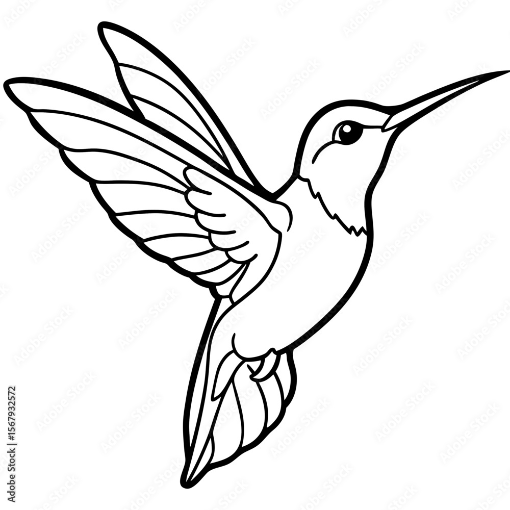 Fototapeta premium Xantus Hummingbird Minimalist Line Illustration