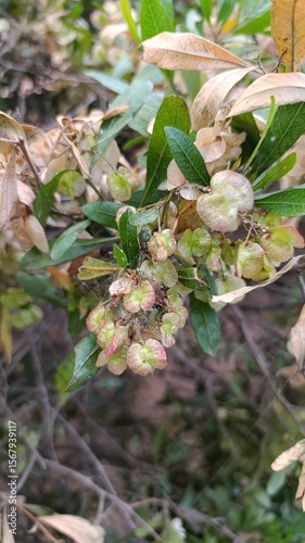 Florida hopbush, Kleverige hopstruik, Dodonée visqueuse, Felsenweide, Hayuelo, Dodonaea viscosa, Sapindaceae