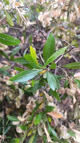 Florida hopbush, Kleverige hopstruik, Dodonée visqueuse, Felsenweide, Hayuelo, Dodonaea viscosa, Sapindaceae