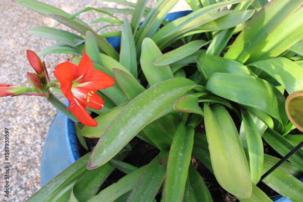 Obraz premium Scarlet Hippeastrum, Fire Starter, Hippéastre écarlate, Hippeastrum escarlata, Ceboleta roja, Hippeastrum carminio - Hippeastrum puniceum - Amaryllidaceae