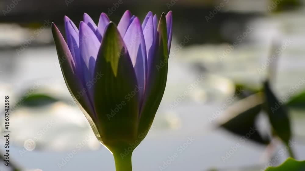 Purple Water Lily Bud Close-Up