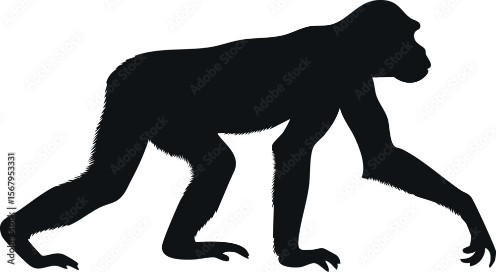 Obraz premium Chimpanzee silhouette illustration