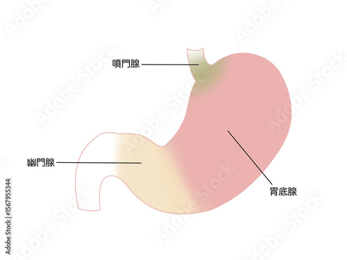 消化器の解剖生理　胃腺　文字あり