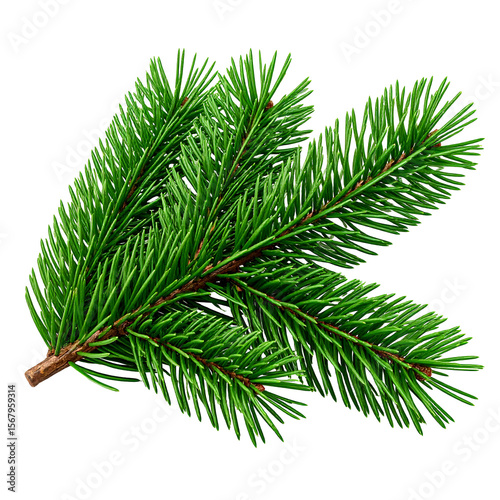 3D Forest Green Pine Branch Without Needles on Transparent Background Stylized Foliage Shape
