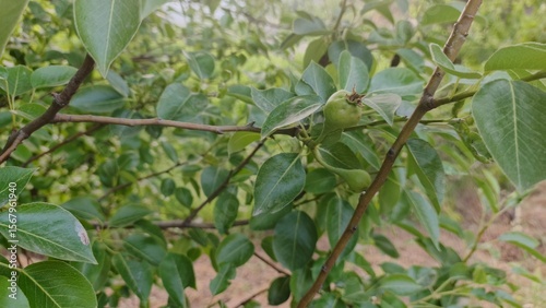 Young Pear Fruit Growing on Lush Green Branch, Close-Up View