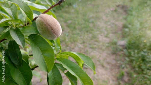 Single Young Peach Growing on Branch, Lush Green Leaves, Soft Natural Light, Summer Orchard Setting
