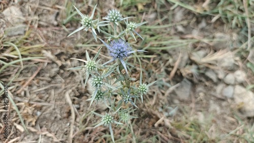 Sea Holly Wildflower in Bloom: Serene, Detailed Close-Up Photography