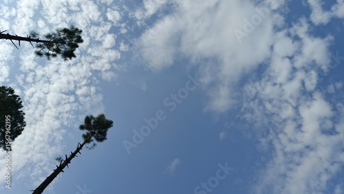 Serene Blue Sky with Silhouetted Pine Trees, Low Angle View, Peaceful Mood