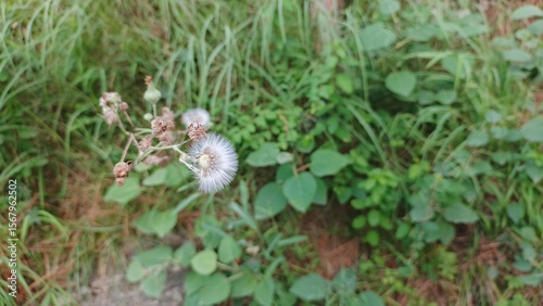 Serene White Seedhead in Lush Green Meadow; Peaceful Nature Stock Photo
